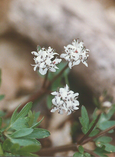Harbinger of Spring -- Erigenia bulbosa